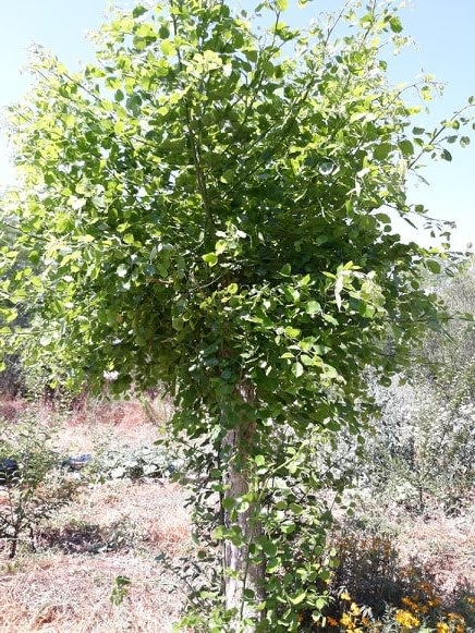 חקלאות יערנית