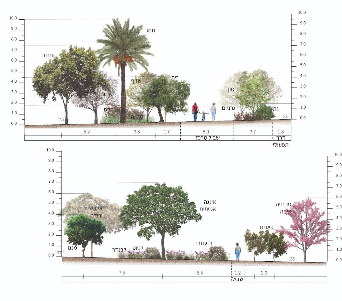 איור המדגים שילוב של עצים וצמחים בגילדה ביער מאכל