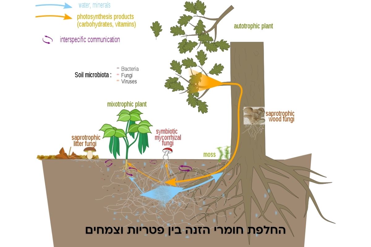 תרשים המסביר חילופי חומרי הזנה בין פטריות לצמחים