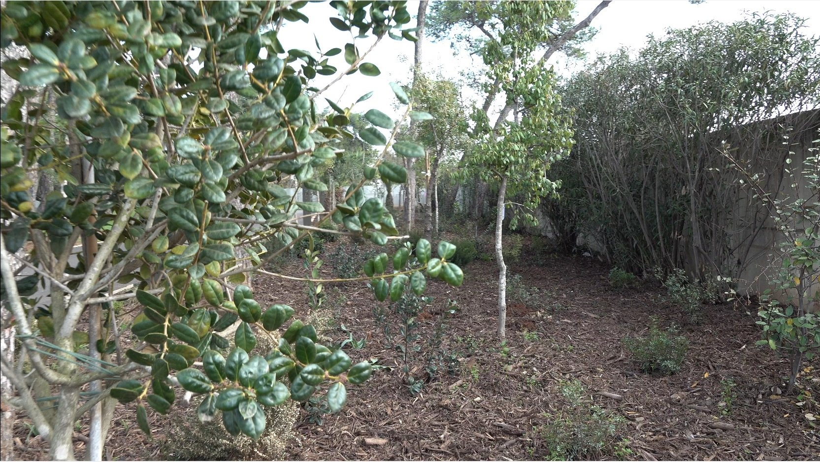 עצים וצמחייה בחלקת החורש