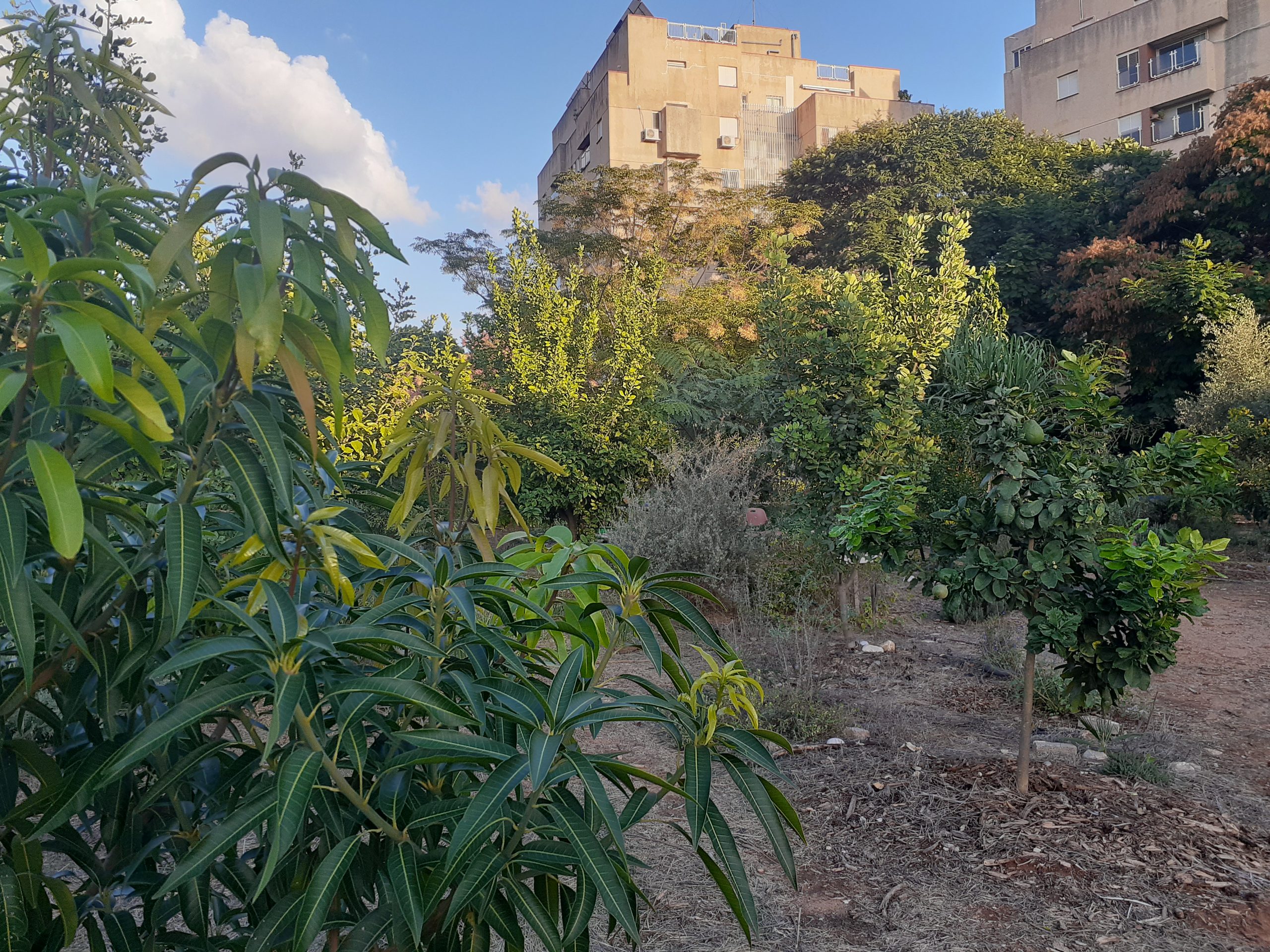 שביל צר מוקף צמחייה ועצים במרחב ירוק