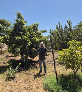 אדם עומד בין עצי פרי בגדלים שונים במטע – נטיעת עצים בוגרים
