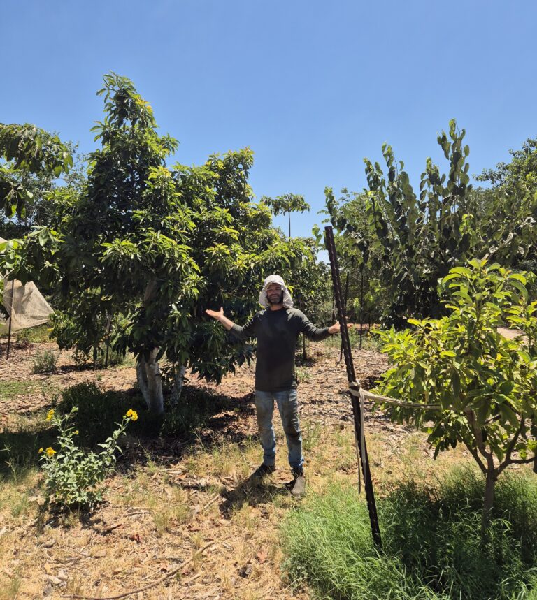 אדם עומד בין עצי פרי בגדלים שונים במטע – נטיעת עצים בוגרים